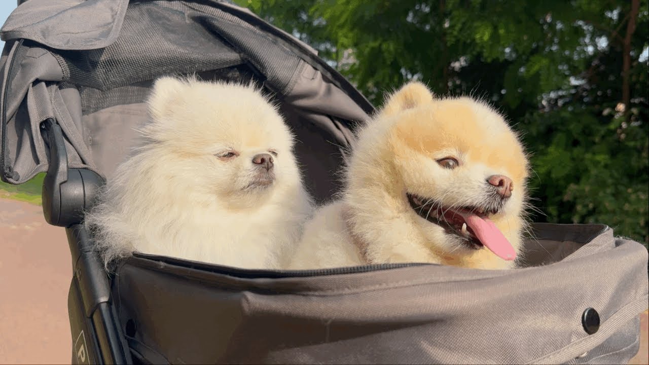 흰둥이와 노랑이의 일주일🐶