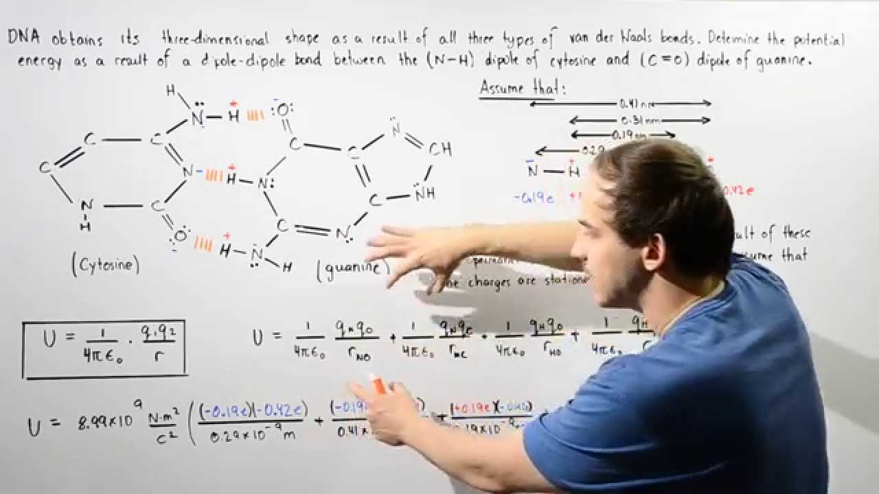 van der Waals Forces in DNA Molecules