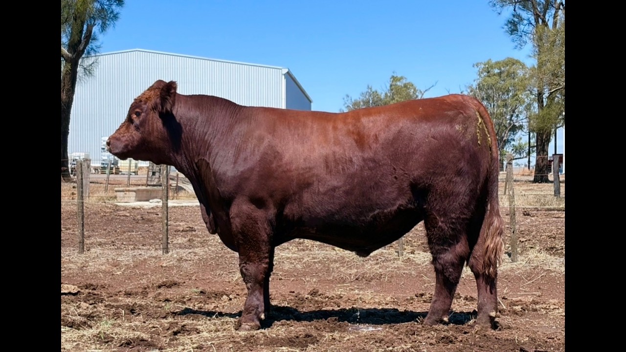 Lot 18  -  Caskieben Ultimate V111