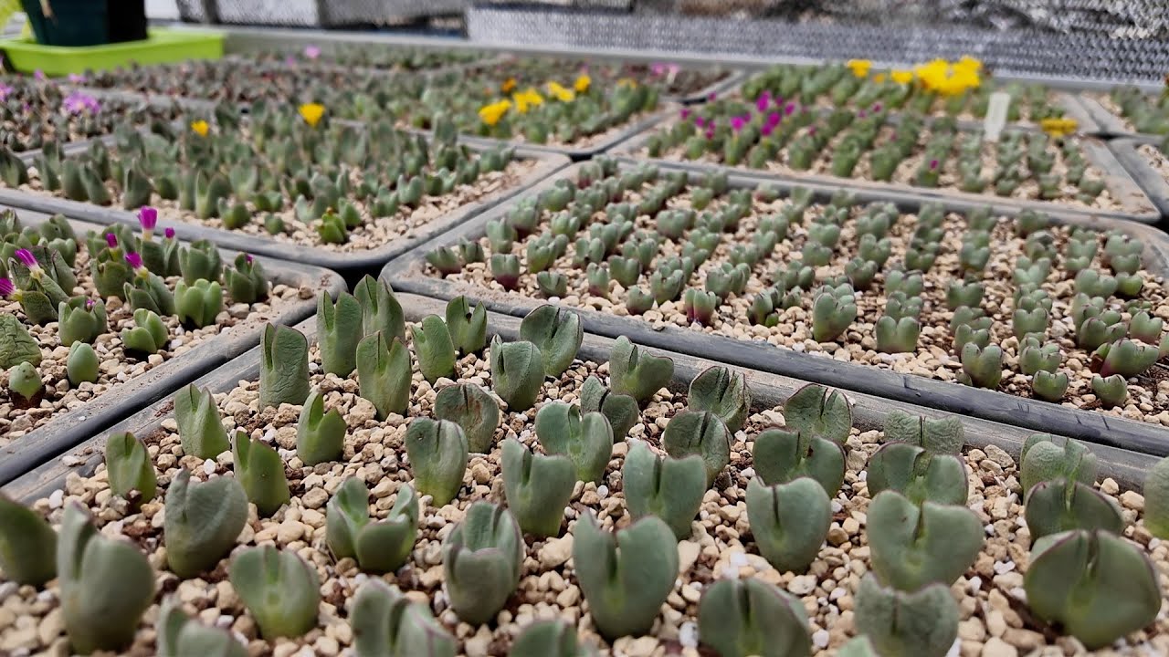 Conophytum Propagation: 100% Success with This Method!