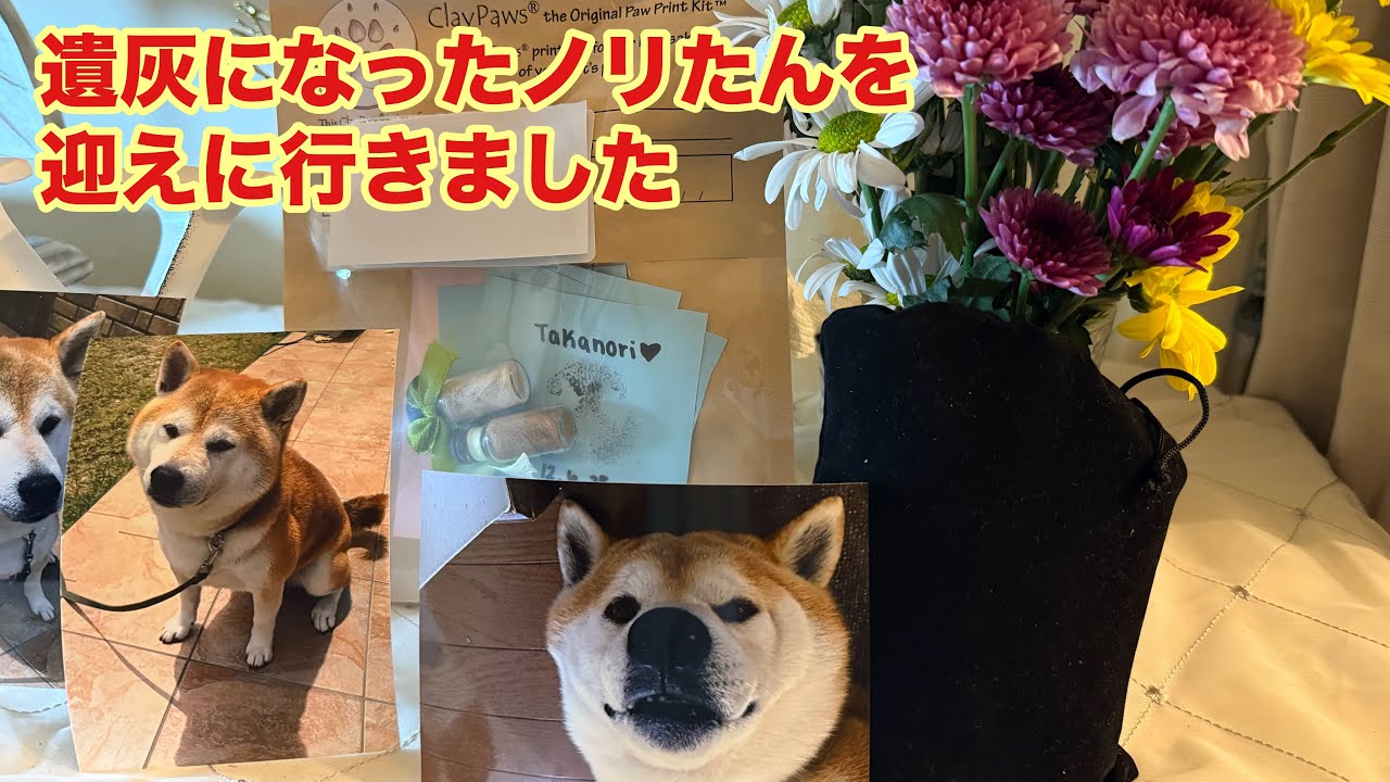 柴犬貴教18才！ノリたんの遺灰を受け取りに行きました。