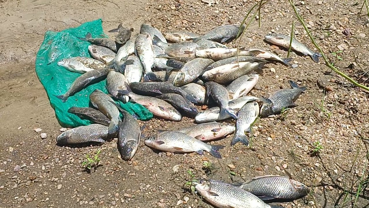 Um banho no rio pós pescaria!