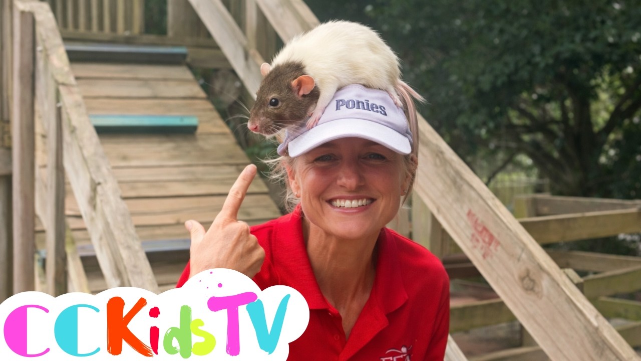 Meet Jumbo the American Rat! | Flag Animal Farm | CC Kids TV Animal Learning Video