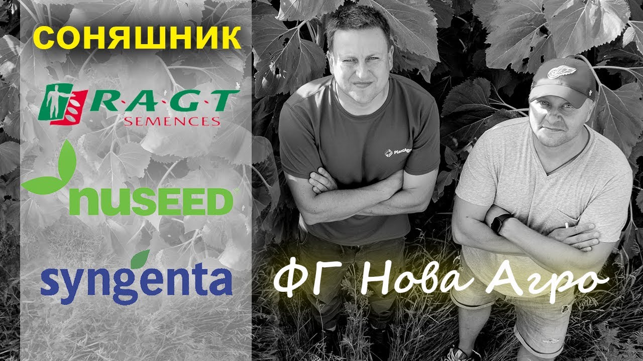 Соняшник RAGT, Nuseed, Syngenta // Три виробника, три різні технології.