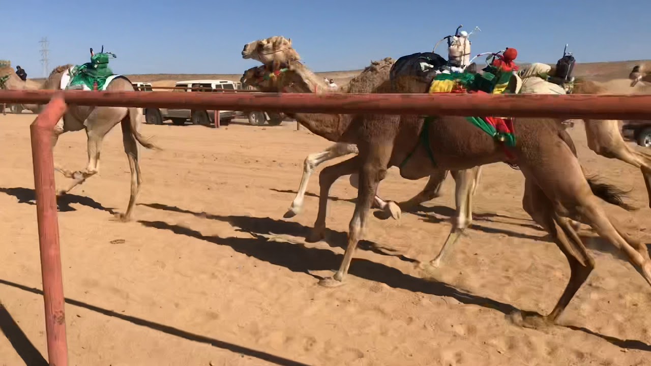 الهدلا للسيد/ أمجد بن محمد الحويطي