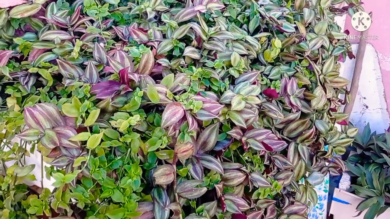 نباتات على سطح العمارة🌳🌾🌵🌱