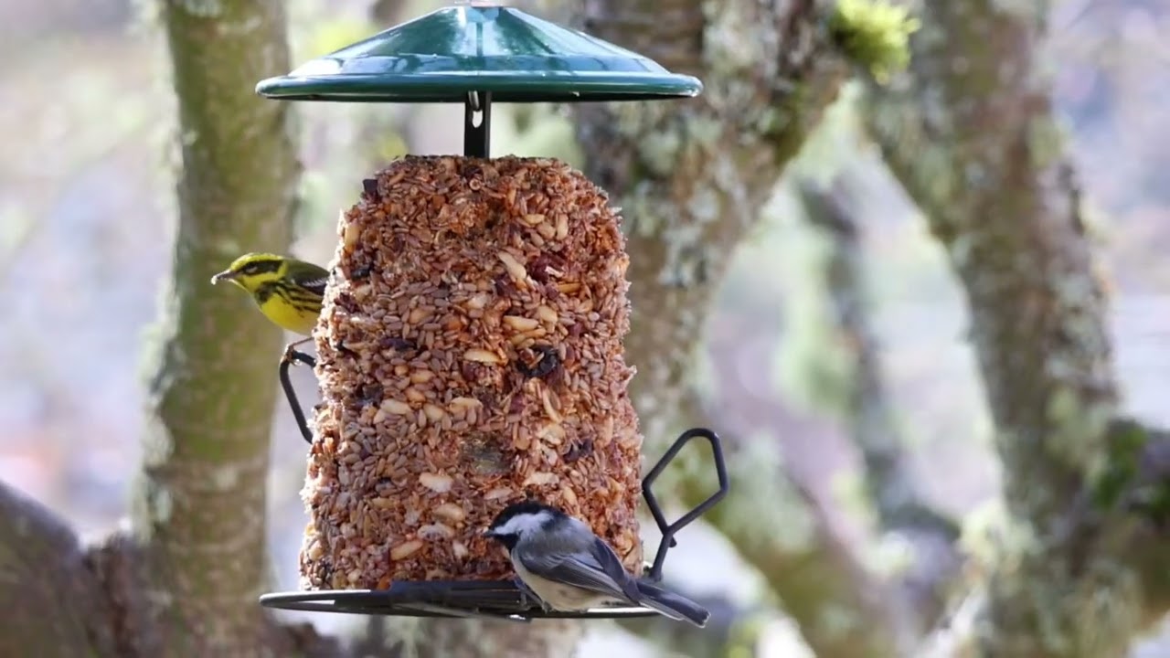 Townsend&rsquo;s Warbler at the bird feeder (such a pretty color of yellow) 😍 #birds #birdwatching