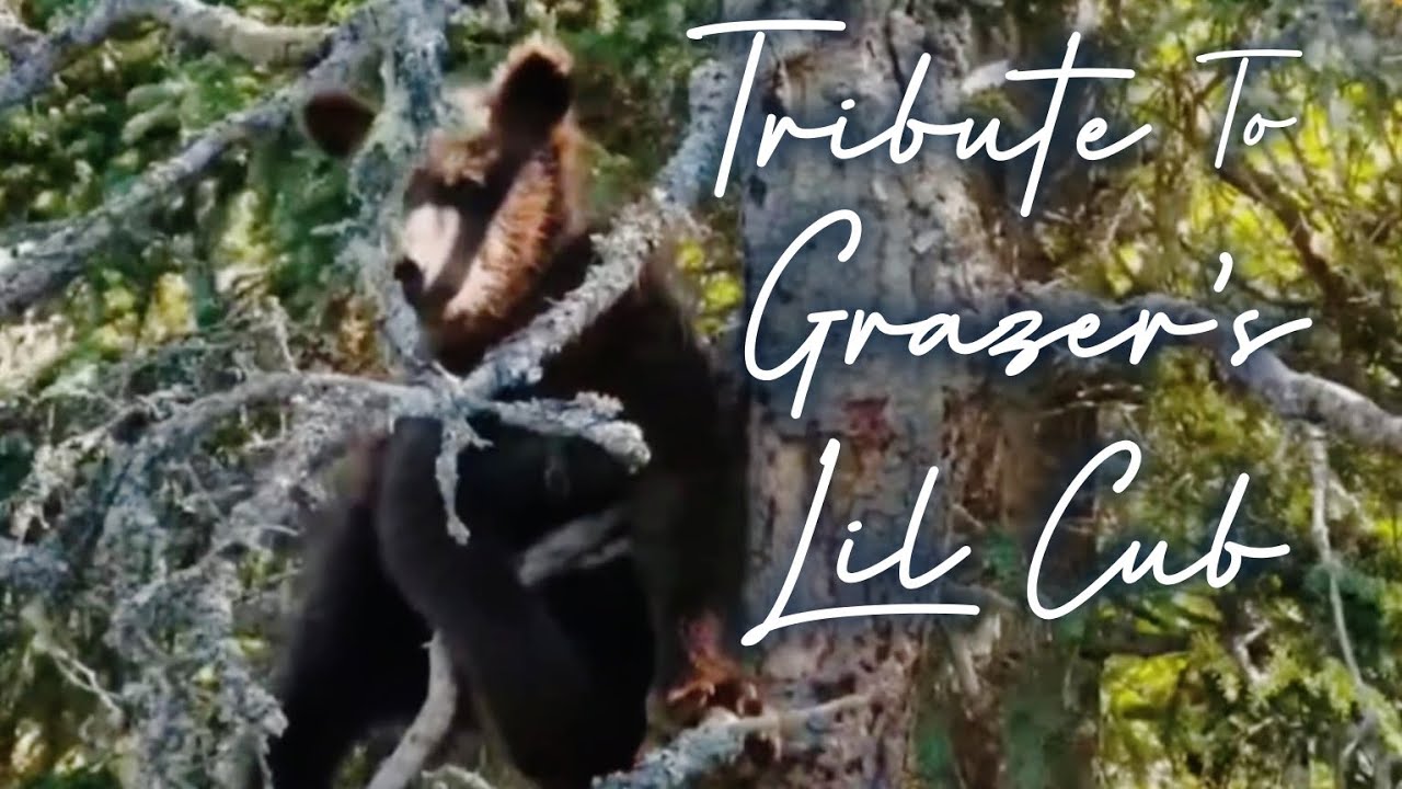 Tribute to Grazer's Lil Cub ▪︎ Katmai Brown Bears ▪︎ 2024 Season ▪︎ Explore.org