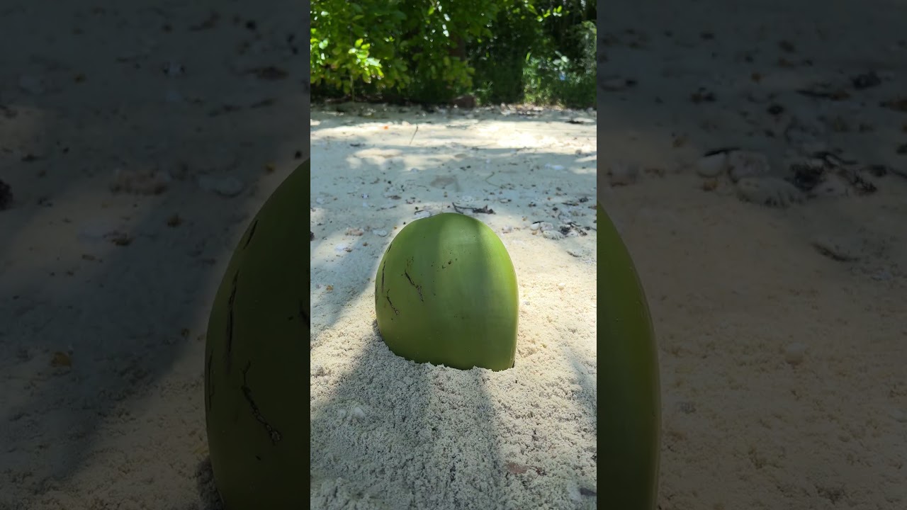 This is a regular COCONUT #camping #survival #bushcraft #outdoors
