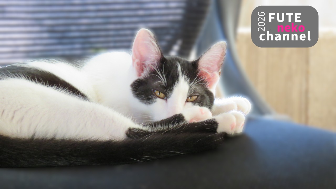 保護猫が大物を取ってきました【保護子猫】