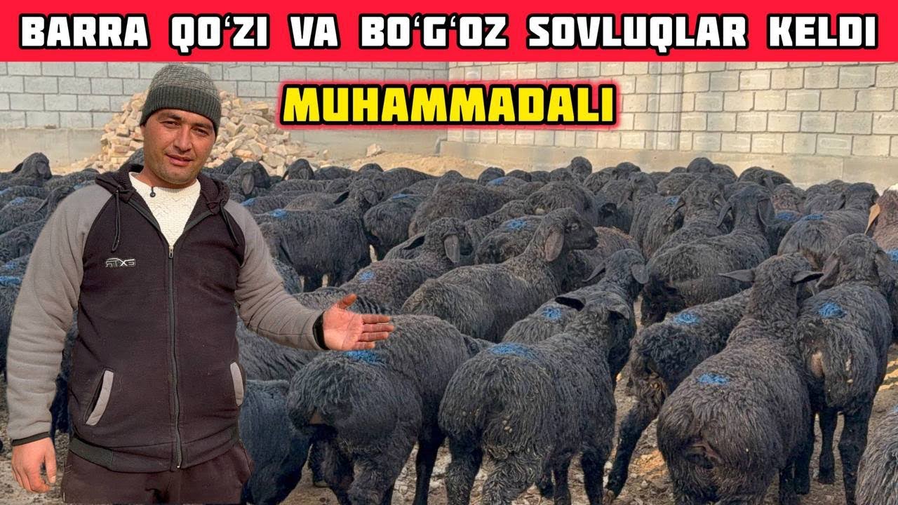 200ta Qoʻzi-Qoʻchqor va Boqmalaridan,Ona-Bolalar Suv Tekin Narxlarda