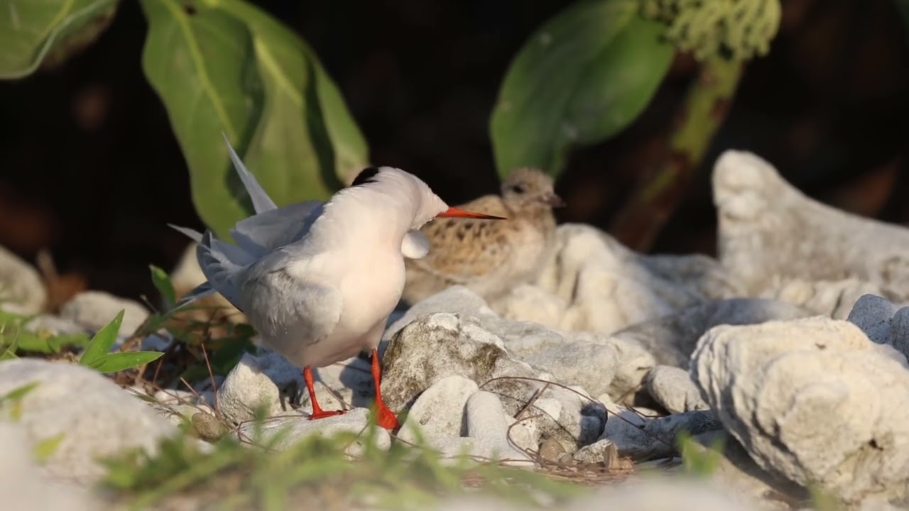 Roseate Tern