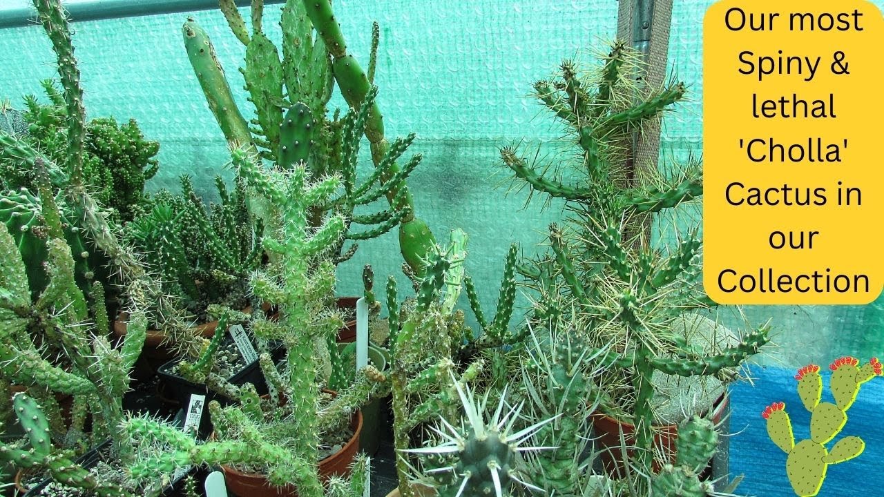 Our most Spiny & lethal 'Cholla' Cactus in our Collection with @Cactimania @ZiggySearchfieldCactus