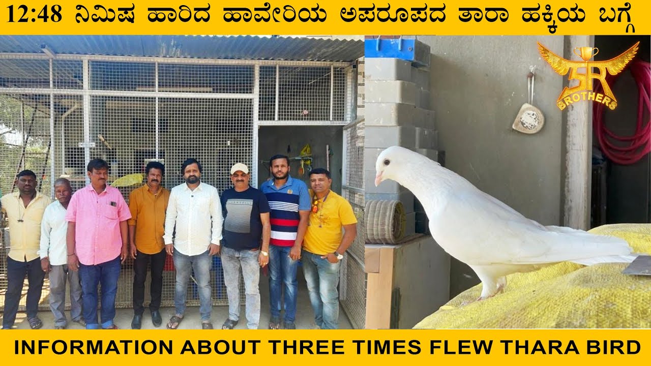 12:48 ನಿಮಿಷ ಹಾರಿದ  ಹಾವೇರಿಯ ಅಪರೂಪದ ತಾರಾ ಹಕ್ಕಿಯ ಬಗ್ಗೆ   |Information about three times flew thara bird