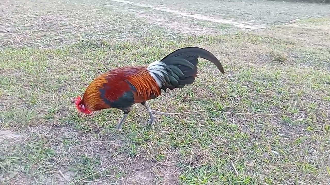 7 มีนาคม ค.ศ. 2026