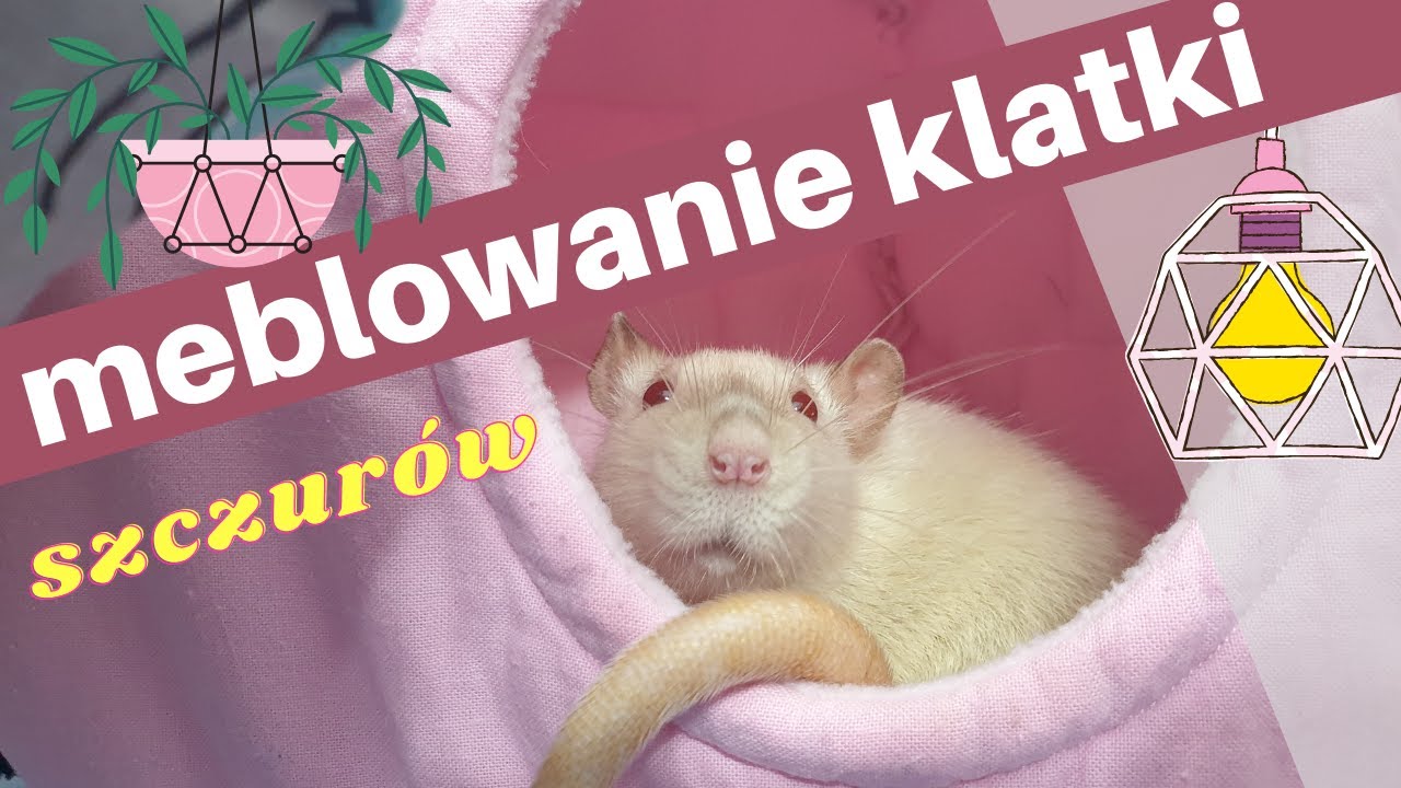Meblowanie, urządzanie, wystrój klatki dla szczurów | Szczuromania #15
