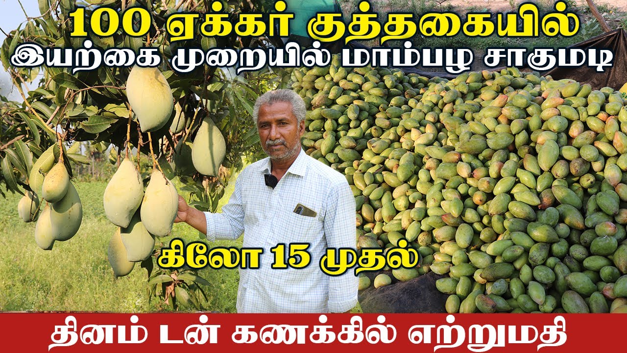 ஏக்கருக்கு 8 லட்சம் வருமானம் | இயற்கை முறையில் மாம்பழம் சாகுபடி.