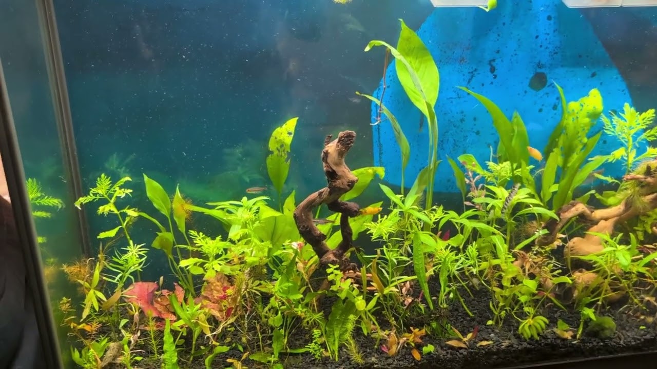 My Aquarium: Update after adding plants and driftwood