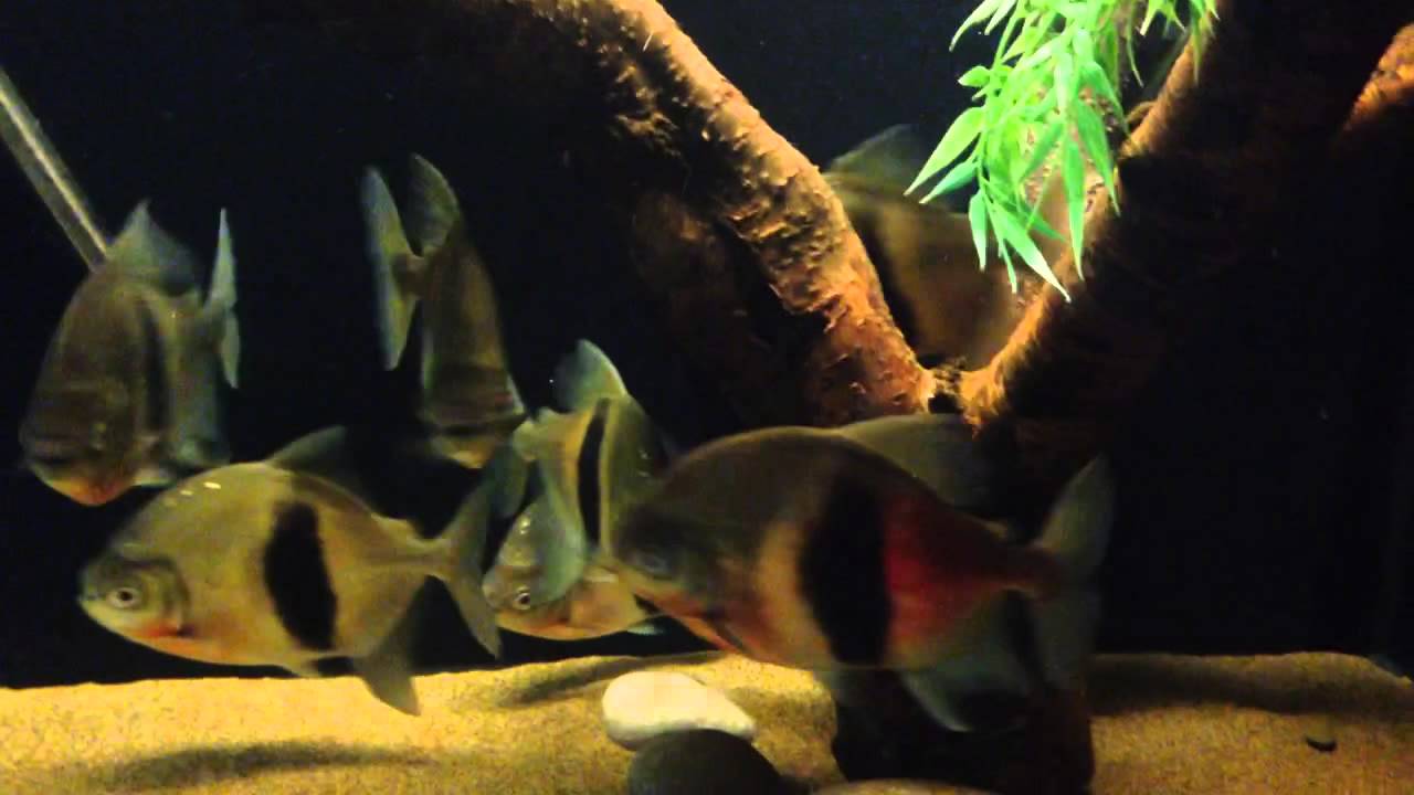 Wide bar myleus schomburgkii