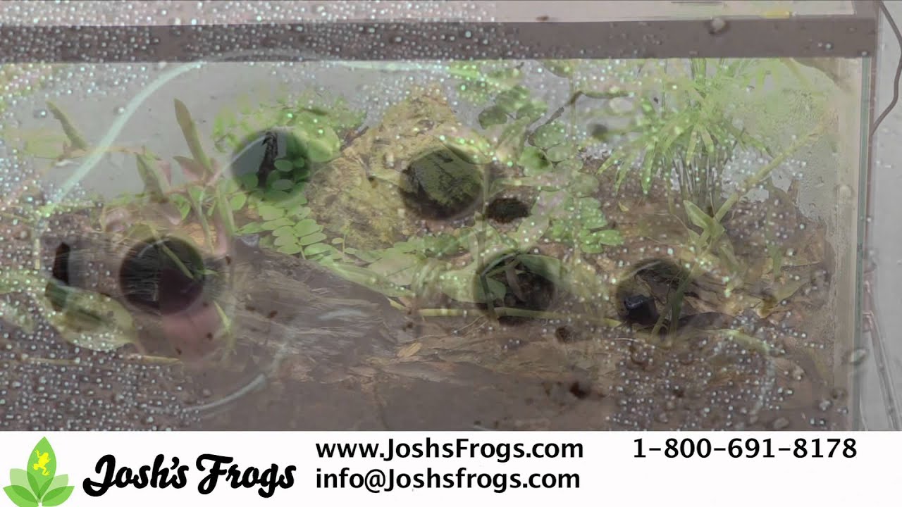 How to Prevent Dart Frogs from Breeding