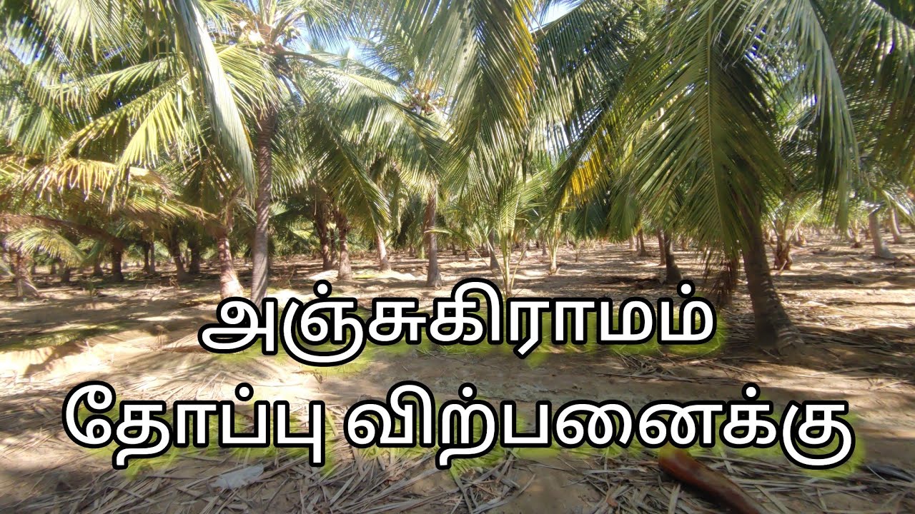 Project Number : 429. Anjugramam Jeyamathapuram Coconut Farm For Sale