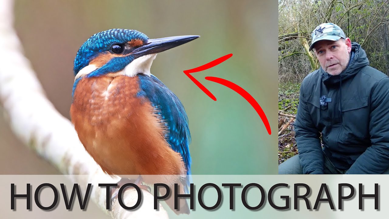 How to GET CLOSE to, and photograph Common Kingfishers
