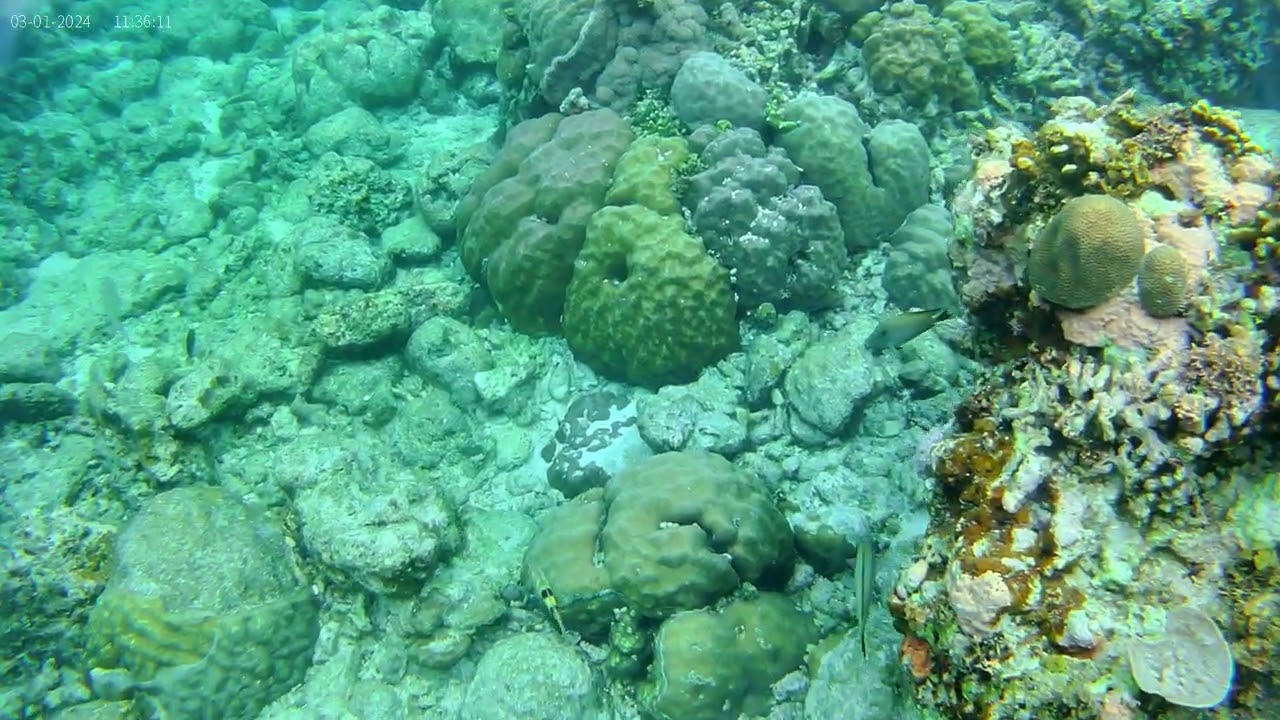 Tubod Marine Sanctuary, Siquijor, Philippines!