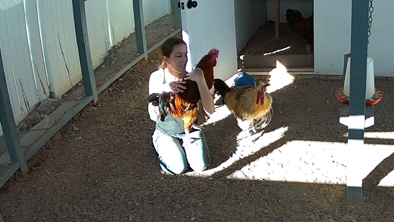 Daisy REALLY Wants His Turn! Impatient Rooster Shuffles His Brother