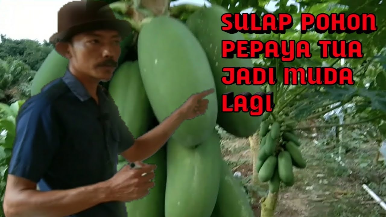 Сохранение продуктивности старых деревьев папайи — непрерывный сбор урожая