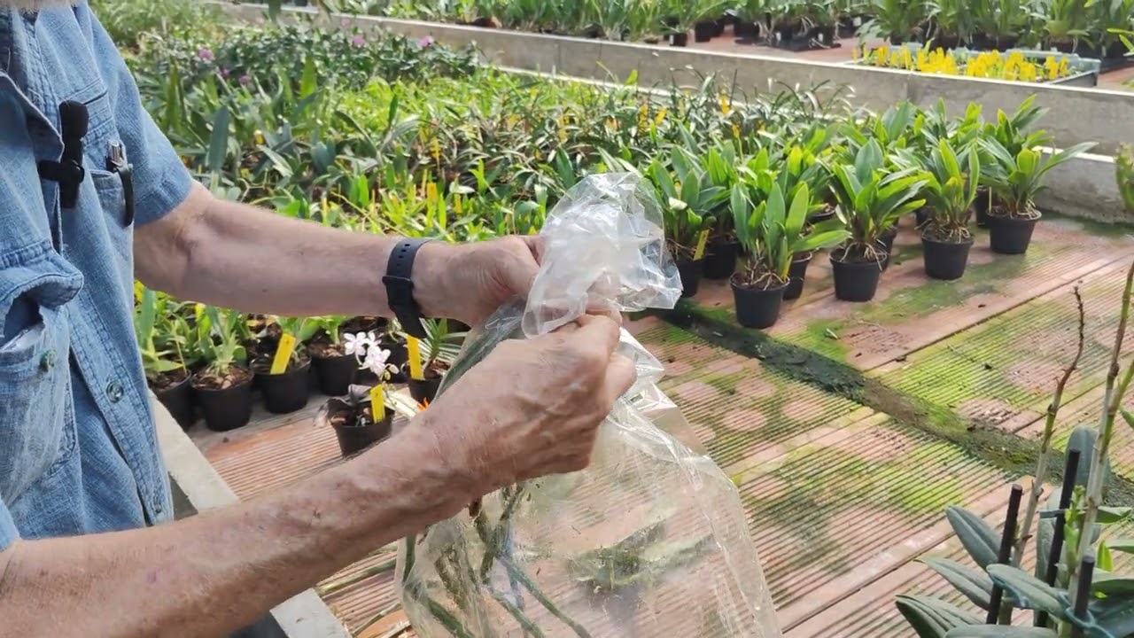 orchidee senza raduci recuperate nel sacchetto - contenuti del libro ORCHIDEE, STORIE & PERSONAGGI