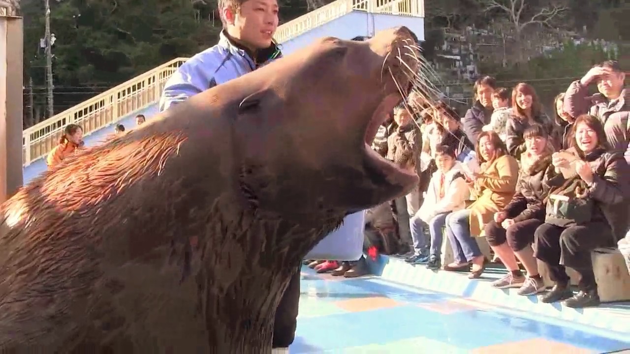 伊勢シーパラ　アシカショーのドタバタ激＆トドの小鉄　Sea lion show