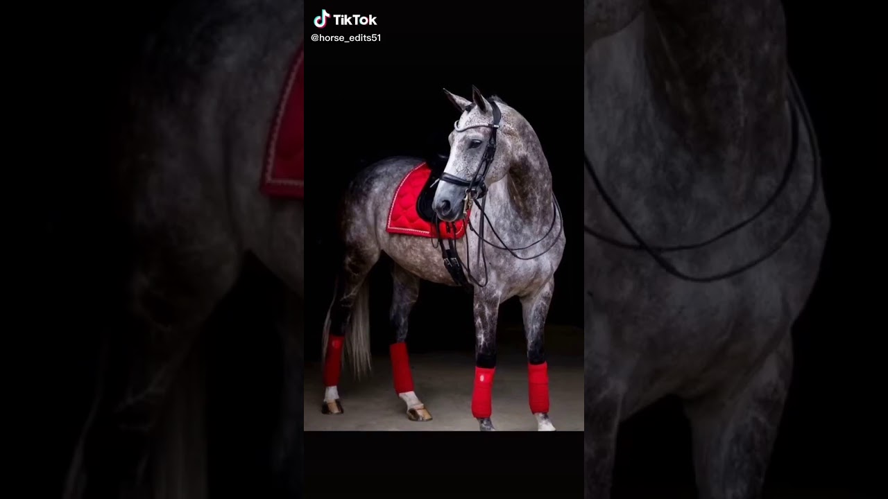 Funny horse tik toks🐴🐴🐴🐎🐎