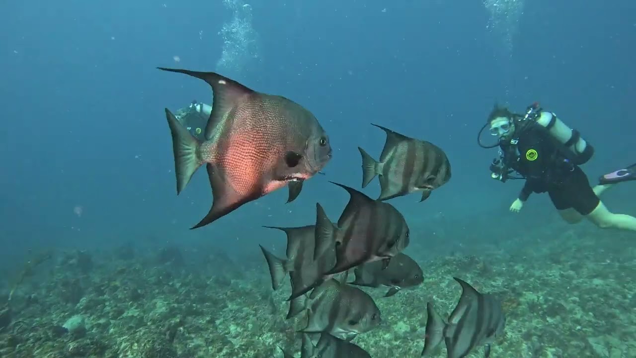 Scuba Diving Vlog - Week 01, 2024
