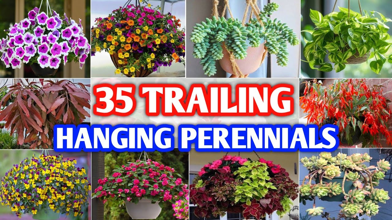 35 Best Trailing Perennial for Hanging Baskets | Hanging Trailing Perennials | Plant and Planting
