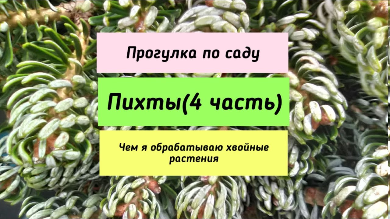 Прогулка по саду.Пихты ( 4 часть).Чем я подкармливаю и обрабатываю хвойные растения.