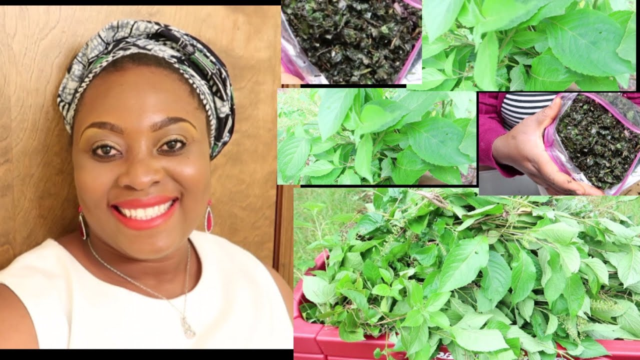 VILLAGE SCENT LEAF/ NO FERTILIZER/ HOW TO KEEP YOUR SCENT LEAVES FRESH FOR A LONG TIME