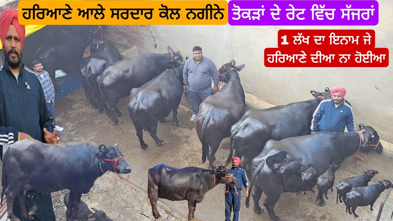 12 ਝੋਟੀਆ Top class ਹਰਿਆਣੇ ਦੇ ਸਰਦਾਰ ਕੋਲ ਪਿਉਰ ਹਰਿਆਣੇ ਦੀਆ ਝੋਟੀਆ 1 ਲੱਖ ਦਾ ਇਨਾਮ ਜੇ ਨਾ ਹੋਈਆ। 