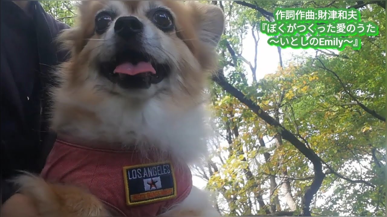 ある残暑のひととき（前に作ってあげてなかった動画）〈48時間以内に新しい動画を上げてめざせ100連続動画⑩ 7/100〉