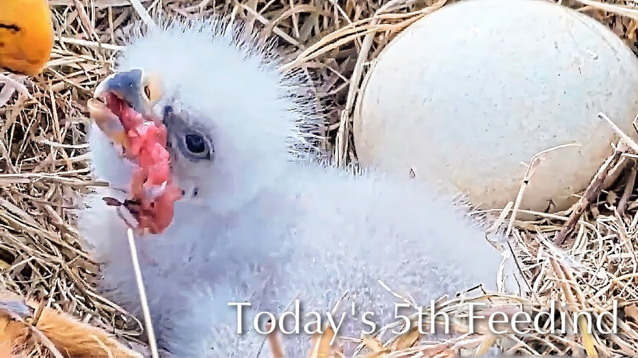 #13🦅BC28🐥1°🥚／Bluff City Bald Eagle Nest 2026／Frances💗Franklin ／ETSU/BTES Eagle Cameras