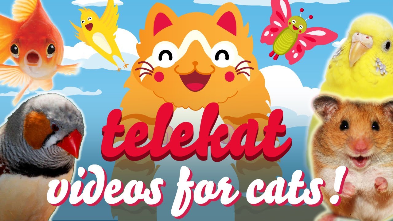 The Greatest Video For Cats Ever Told | Telekat:  ~(=^‥^)/