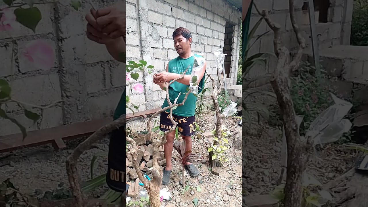 Grafting bougainvillea 