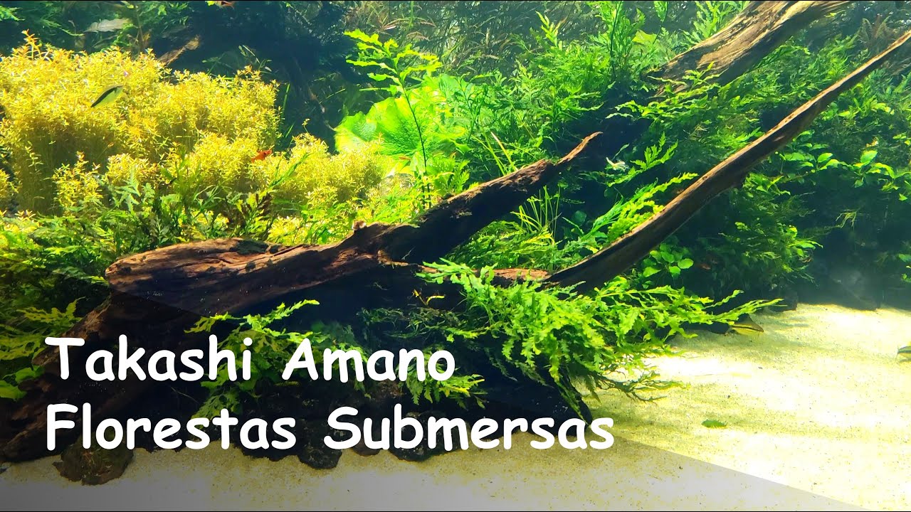 Florestas Submersas by Takashi Amano - Oceanográfico de Lisboa