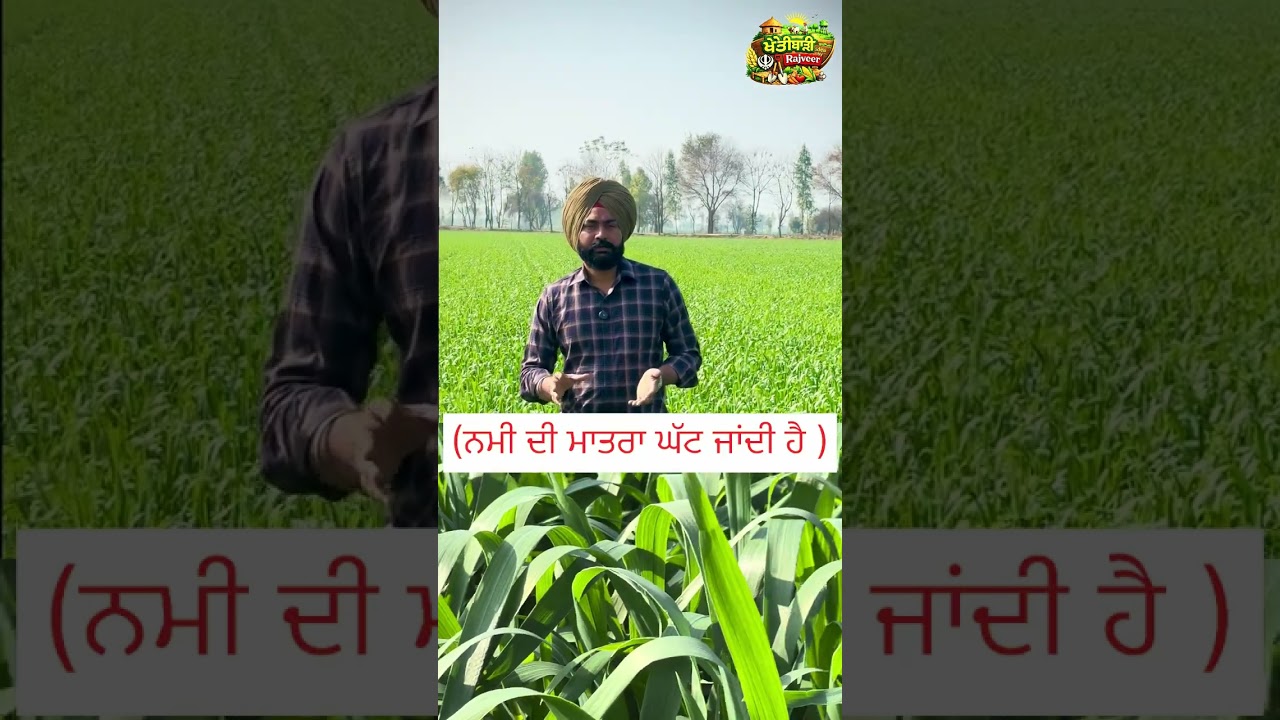 ਕਿਸਾਨ ਵੀਰਾ ਲਈ ਸੋਨੇ ਵਰਗੀ ਜਾਣਕਾਰੀ 