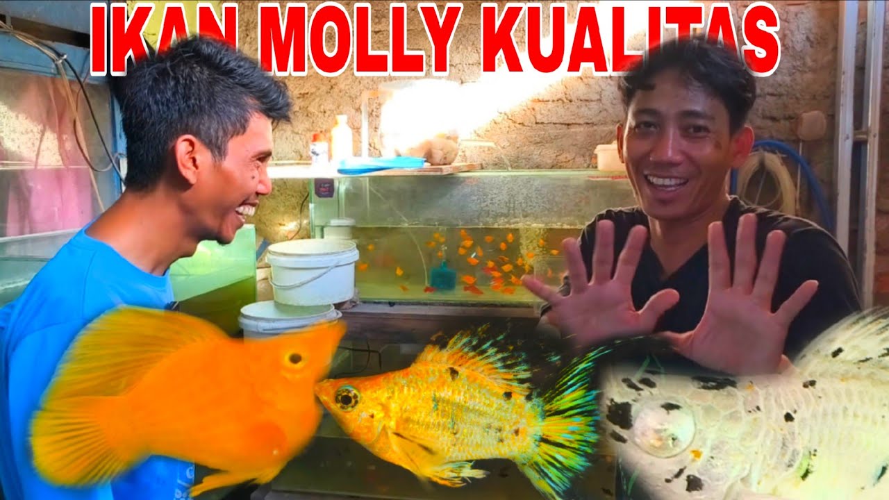 Ternak ikan molly di gang sempit !! Ikannya ribuan 
