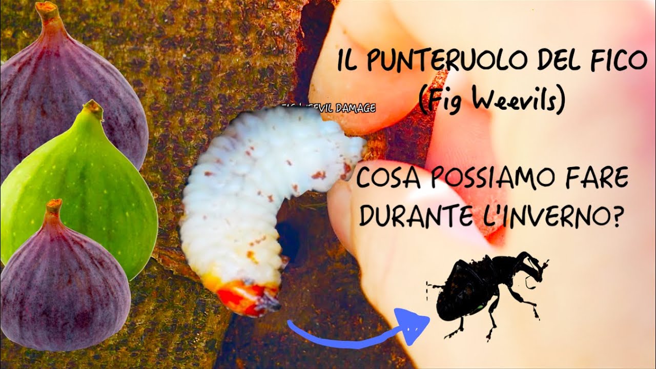 IL PUNTERUOLO NERO DEL FICO, MONITORAGGIO INVERNALE, CURA DELLE PIANTE e POSSIBILI SOLUZIONI 🍃