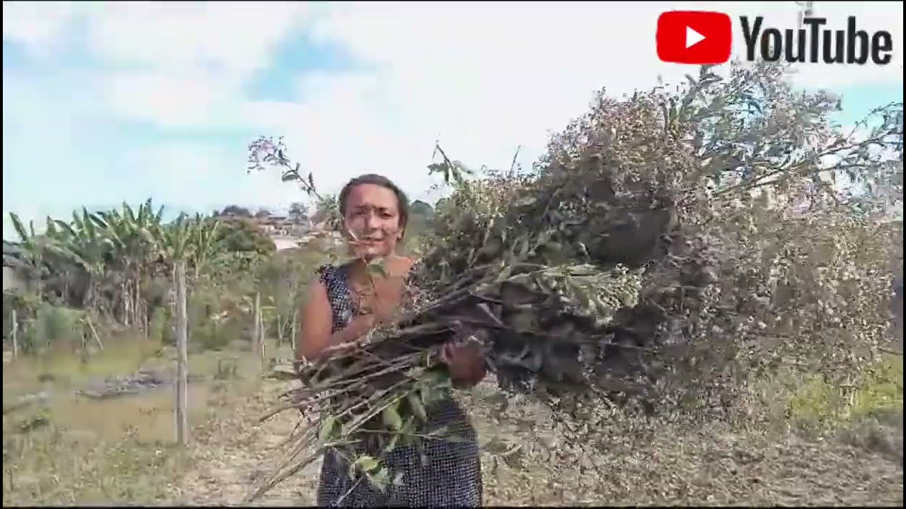 ARRANJOS Com folhas de coqueiro FLORES DE ASSA- PEIXE direto D natureza  @Helenita Alves cassao