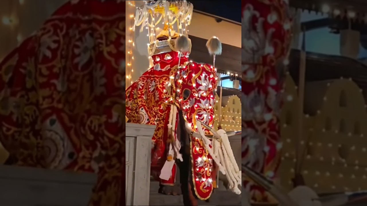 Kandy Esala Perahera 2025|#daladamaligawa #daladaperahera #dalada #elephant #shortsviral
