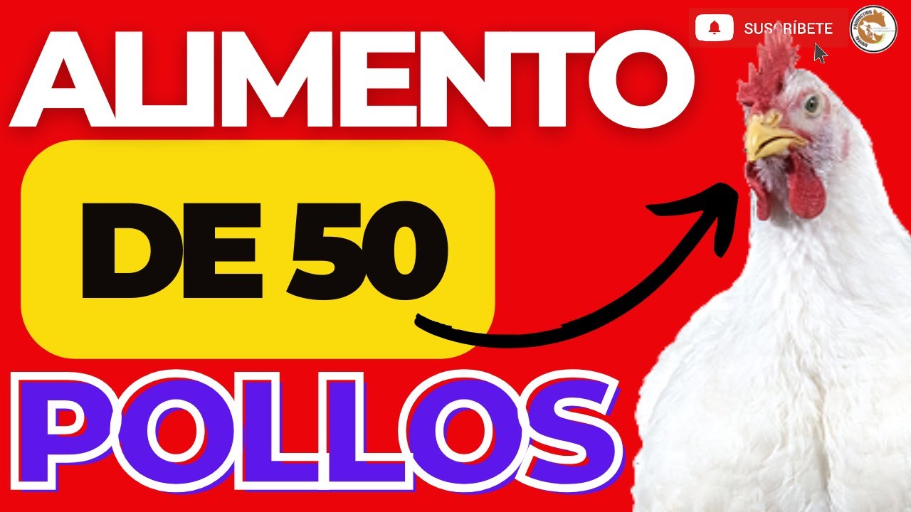 😲¿QUE CANTIDAD DE ALIMENTO SE COMEN 50 POLLOS DE ENGORDE DESDE EL DÍA 1 HASTA EL DÍA 42?✍🏾