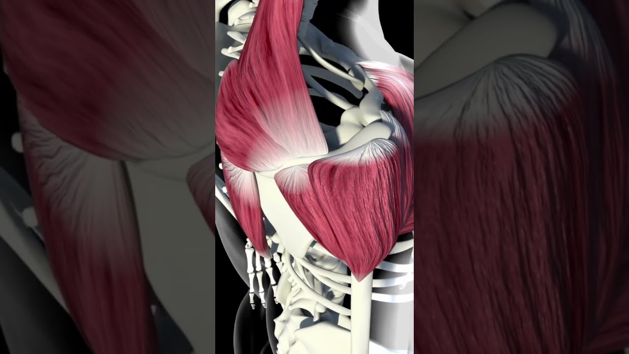 Deltoid muscle