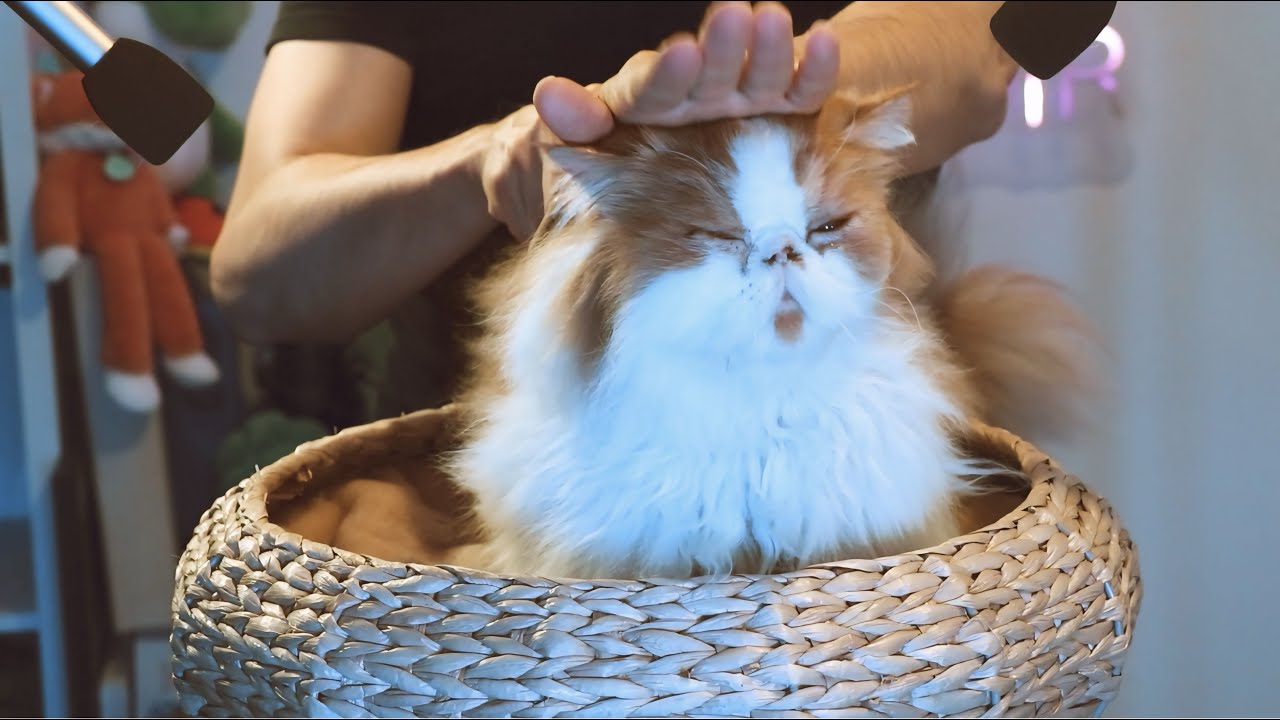 ASMR PUR | CE BROSSAGE DE CHAT FAIT BUGUER TON CERVEAU 😴🐱